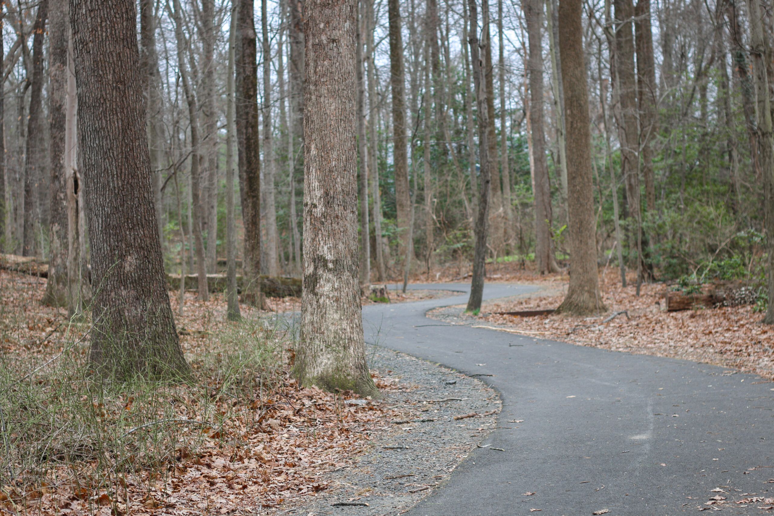 Reston trails in backyard.